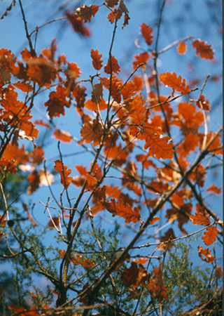 foto agriturismo monte vento