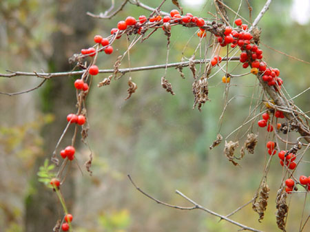 foto agriturismo monte vento